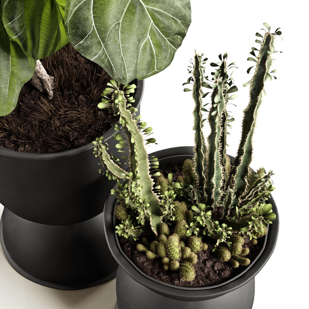 ficus pots 3D model https://p.turbosquid.com/ts-thumb/87/ivIgKx/Sr7RrhqU/5/jpg/1581410773/1920x1080/fit_q87/fd49b926b76fa30ba9678d3ca00e296c57c63fcb/5.jpg