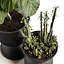 Ficus and cactus