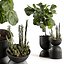 Ficus and cactus