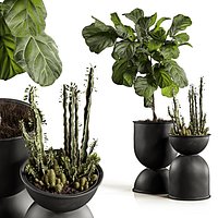 Ficus and cactus