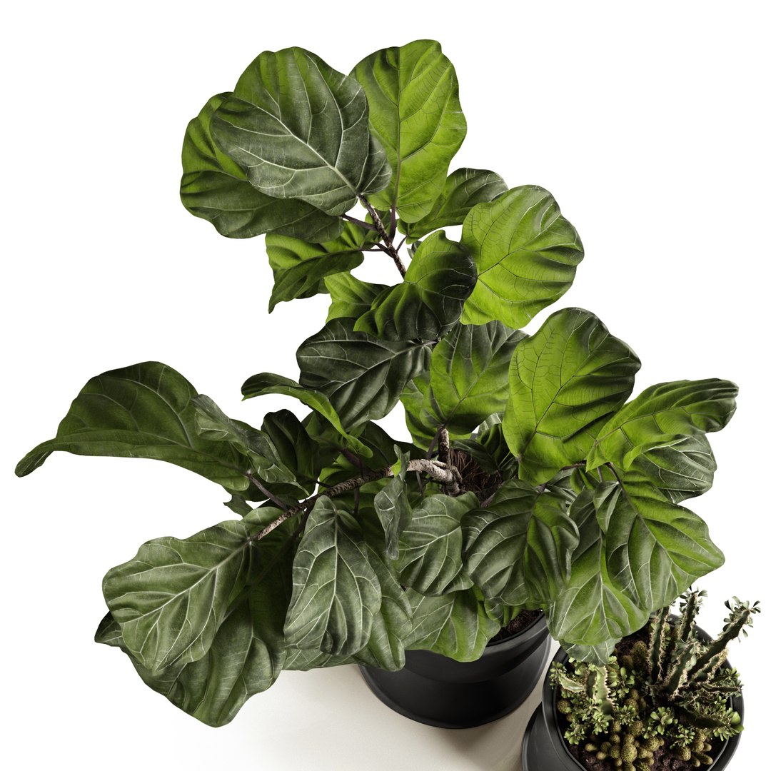 ficus pots 3D model https://p.turbosquid.com/ts-thumb/87/ivIgKx/mem7AaZ6/4/jpg/1581410773/1920x1080/fit_q87/0c1af09a5f5ad88bb27ae53bacf67a90082bc0d2/4.jpg