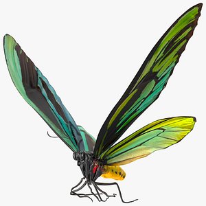3D model Animated Flight Ornithoptera Alexandrae Butterfly Rigged for Maya
