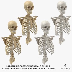 Human Rib Cages Spines Male Skulls Clavicles and Scapula Bones Collection 01 - 4 models 3D