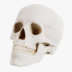 Human Skull Remastered