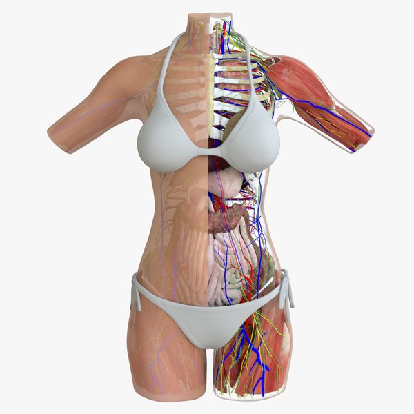 Female Full Body Anatomy - 3D Model by dcbittorf