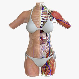 Ultimate Complete Female Torso