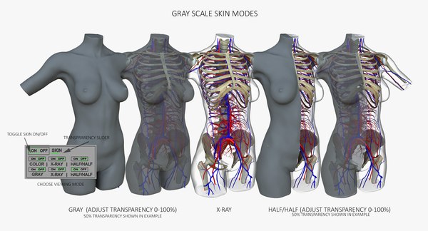 ultimate complete female torso 3d model