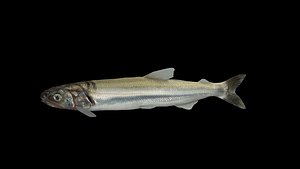 3D model eulachon aka candlefish fish