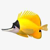 Fish forcipiger flavissimus (Rigged)