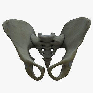 Pelvis