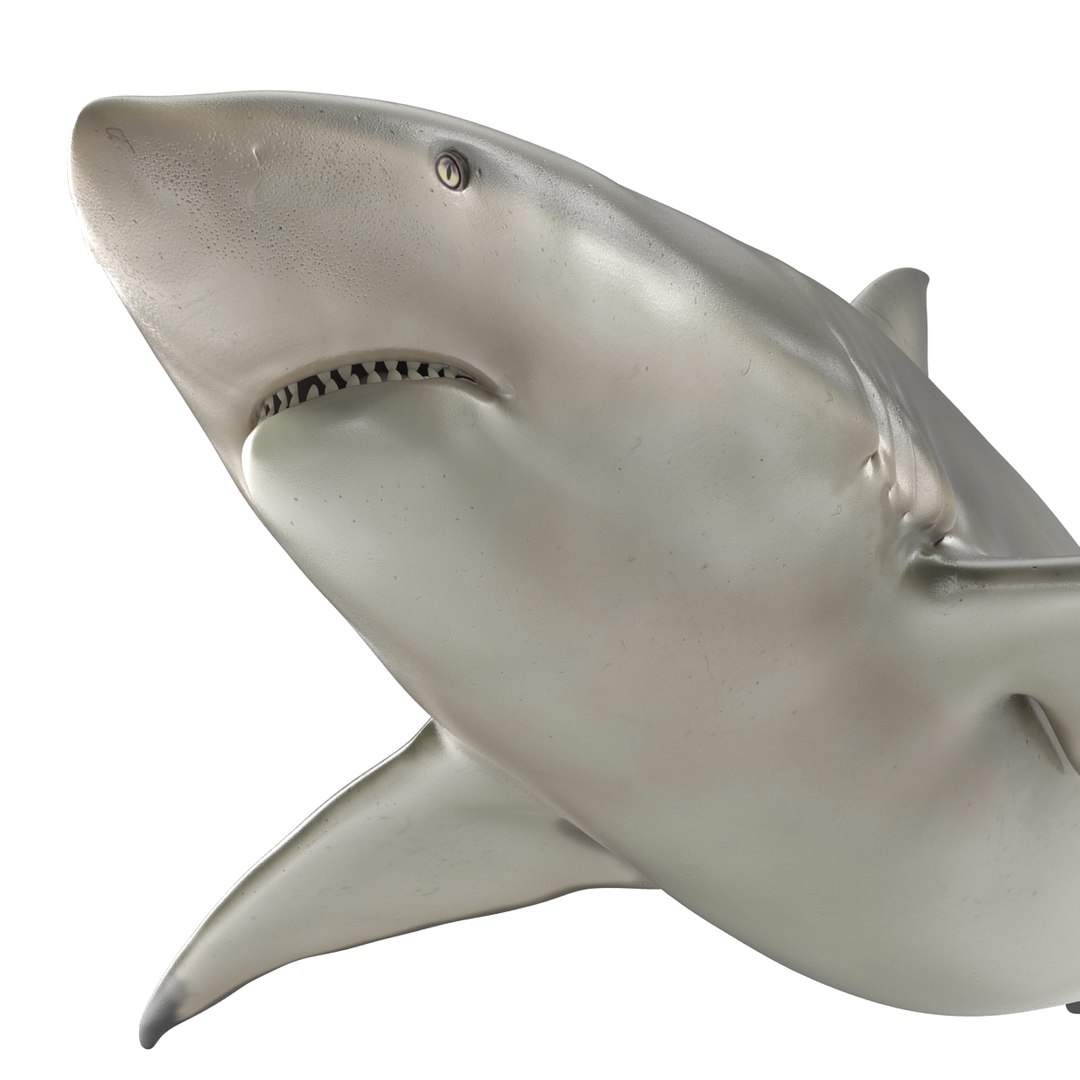 pigeye shark 3d max https://p.turbosquid.com/ts-thumb/89/3HbI2b/0QVWdgLH/pigeyeshark3dmodel20/jpg/1445429511/1920x1080/fit_q87/2bfacb011e2074a68d7985cb1d15ac3eb9276190/pigeyeshark3dmodel20.jpg