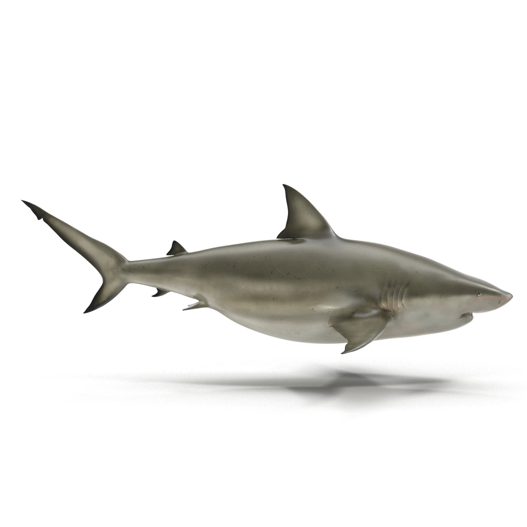 pigeye shark 3d max https://p.turbosquid.com/ts-thumb/89/3HbI2b/3TFcDIQw/pigeye_shark_360/jpg/1445429487/1920x1080/turn_fit_q99/4a612f58c21c9269f6a8afe90930232de39f1af0/pigeye_shark_360-1.jpg