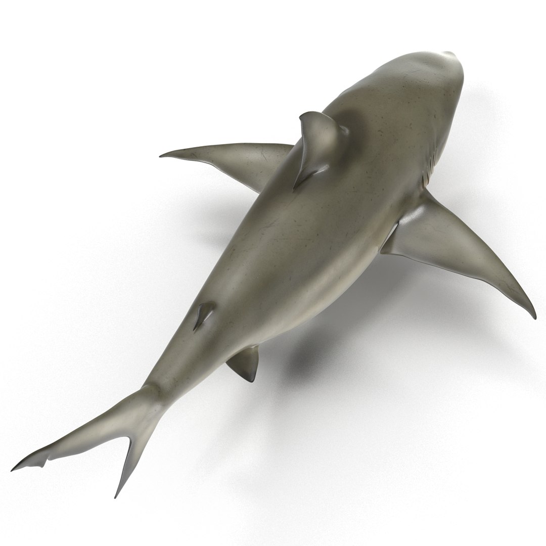 pigeye shark 3d max https://p.turbosquid.com/ts-thumb/89/3HbI2b/8Ih8hwSR/pigeyeshark3dmodel14/jpg/1445429511/1920x1080/fit_q87/ed383708a9809d36f4d408877e7fee074f3ceaca/pigeyeshark3dmodel14.jpg