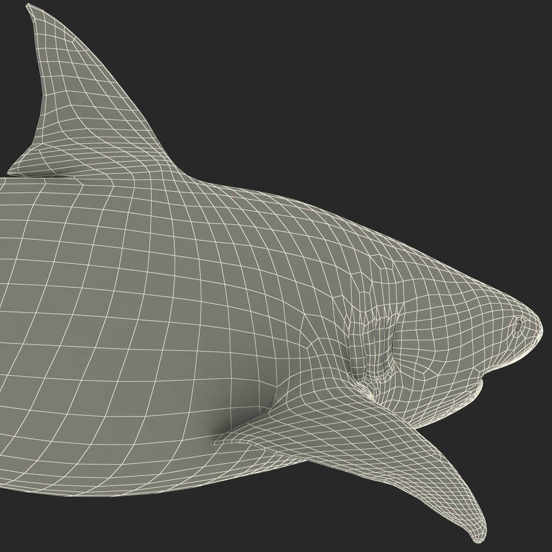 pigeye shark 3d max https://p.turbosquid.com/ts-thumb/89/3HbI2b/IHnRzMIa/pigeyeshark3dmodel37/jpg/1445429512/1920x1080/fit_q87/9cdb9c16e0a5001587b2dfd18b2b62f99a591122/pigeyeshark3dmodel37.jpg