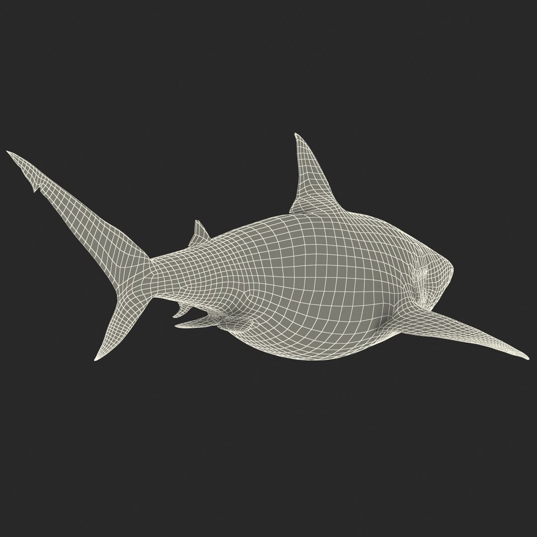 pigeye shark 3d max https://p.turbosquid.com/ts-thumb/89/3HbI2b/Nr9J7tkO/pigeyeshark3dmodel35/jpg/1445429512/1920x1080/fit_q87/81f7c5830676c2c46eab3f7071ad7de3c3201448/pigeyeshark3dmodel35.jpg