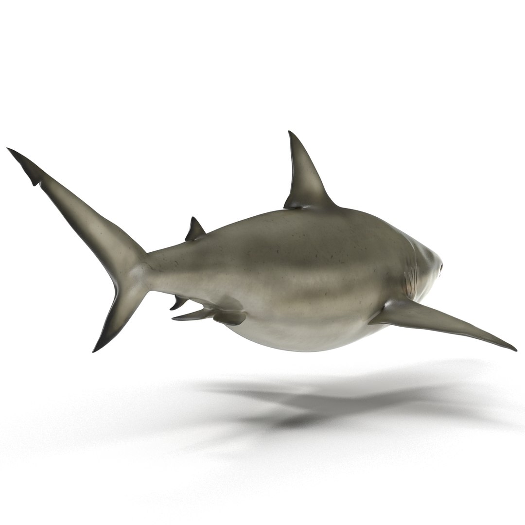 pigeye shark 3d max https://p.turbosquid.com/ts-thumb/89/3HbI2b/SSYbkJaW/pigeyeshark3dmodel05/jpg/1445429510/1920x1080/fit_q87/777b070697ce31ab490fe81582a31bd11c9e653b/pigeyeshark3dmodel05.jpg