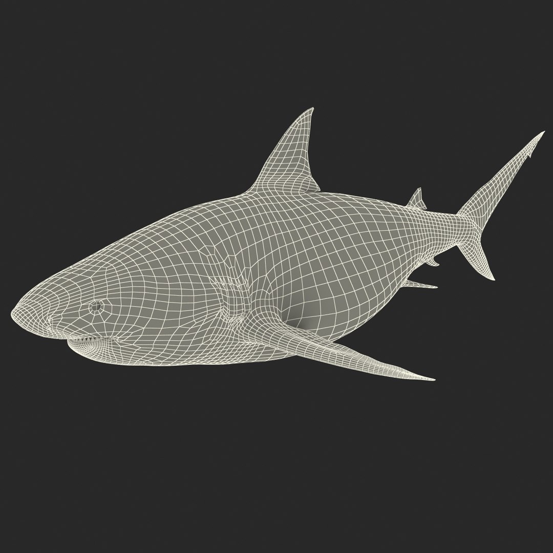pigeye shark 3d max https://p.turbosquid.com/ts-thumb/89/3HbI2b/af98i2y4/pigeyeshark3dmodel34/jpg/1445429512/1920x1080/fit_q87/0b4906a81a5a9d2fd7379e372dbf3349c46eb05b/pigeyeshark3dmodel34.jpg