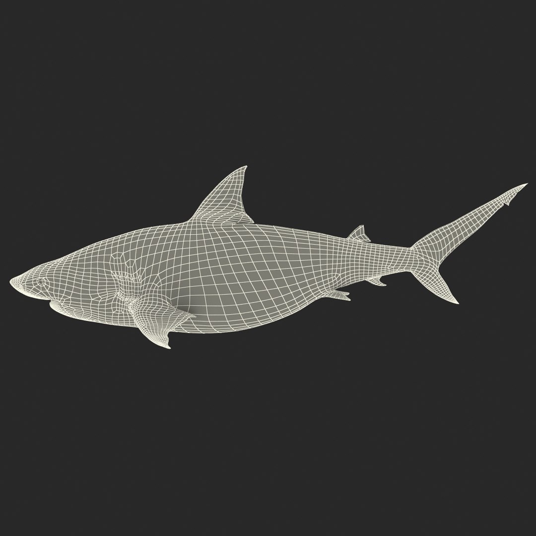 pigeye shark 3d max