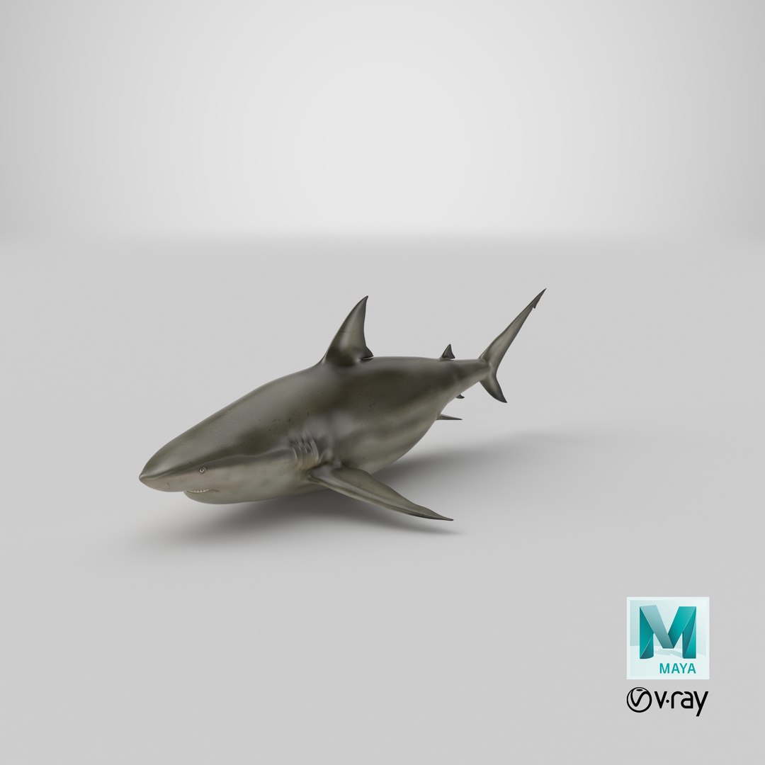 pigeye shark 3d max https://p.turbosquid.com/ts-thumb/89/3HbI2b/kx/stemcell_maya_vray_render/png/1683491077/1920x1080/fit_q87/4c19b5a0ef446e68f74ba2e4223dffb4583082bc/stemcell_maya_vray_render.jpg