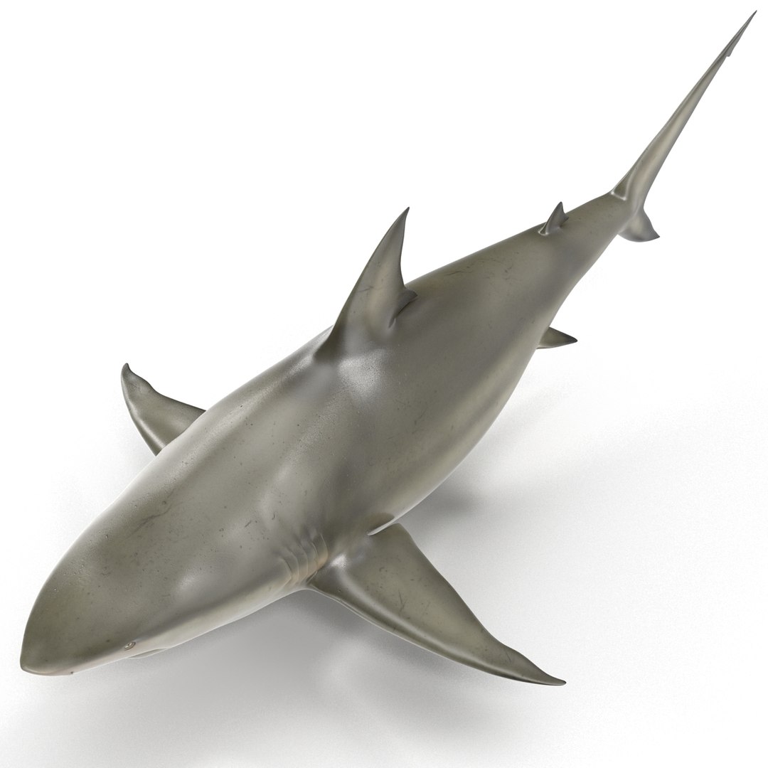 pigeye shark 3d max https://p.turbosquid.com/ts-thumb/89/3HbI2b/lkcutUBS/pigeyeshark3dmodel12/jpg/1445429511/1920x1080/fit_q87/15bae0578446987a1736a005ed0a5d0a4a6a8d69/pigeyeshark3dmodel12.jpg