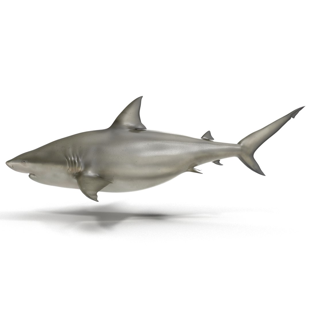 pigeye shark 3d max https://p.turbosquid.com/ts-thumb/89/3HbI2b/nduJo8d6/pigeyeshark3dmodel06/jpg/1445429510/1920x1080/fit_q87/143270df410d111cfdc62bc3afebeb81774e9b92/pigeyeshark3dmodel06.jpg