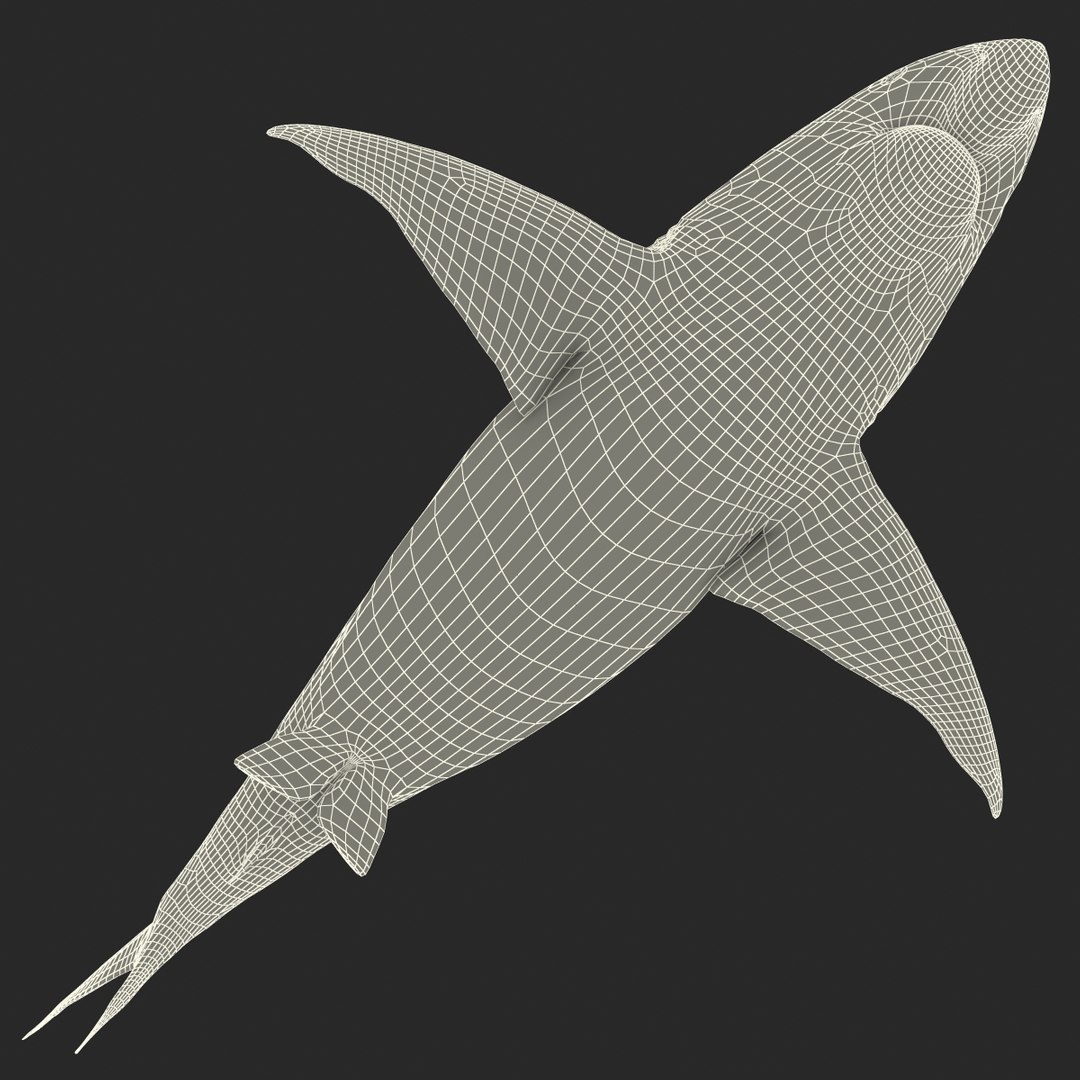 pigeye shark 3d max https://p.turbosquid.com/ts-thumb/89/3HbI2b/rwcAJC2C/pigeyeshark3dmodel40/jpg/1445429512/1920x1080/fit_q87/1ed290aa958ca2c40443e1cab7690615165e069d/pigeyeshark3dmodel40.jpg