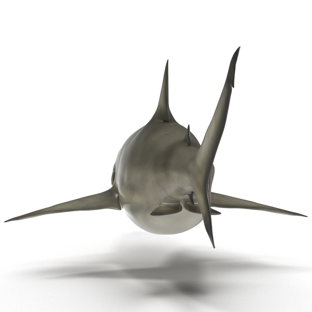 pigeye shark 3d max https://p.turbosquid.com/ts-thumb/89/3HbI2b/s3Drd4C3/pigeyeshark3dmodel07/jpg/1445429510/1920x1080/fit_q87/8e0330f2c4c1ca52e404fe47528a6be01d3fea19/pigeyeshark3dmodel07.jpg