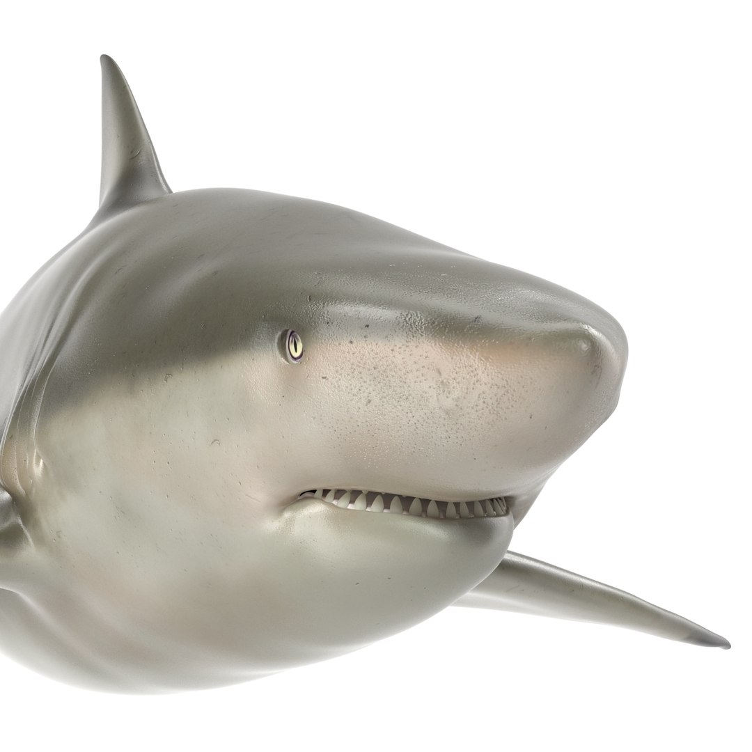 pigeye shark 3d max https://p.turbosquid.com/ts-thumb/89/3HbI2b/sN7doKCH/pigeyeshark3dmodel19/jpg/1445429511/1920x1080/fit_q87/1fdea8e13f87f72197282eaf2fd0c28afb05e45a/pigeyeshark3dmodel19.jpg