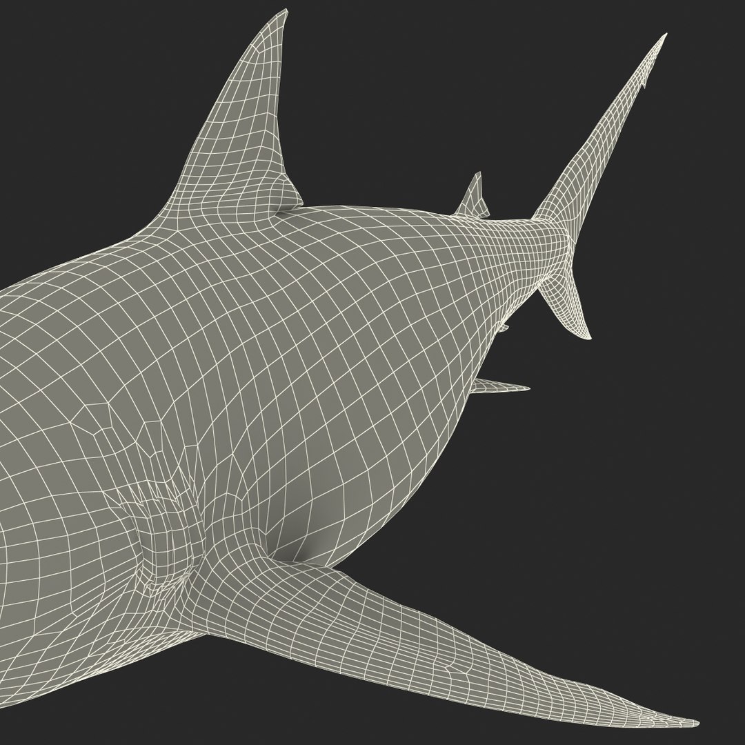 pigeye shark 3d max https://p.turbosquid.com/ts-thumb/89/3HbI2b/smCFrGTA/pigeyeshark3dmodel38/jpg/1445429512/1920x1080/fit_q87/e0cc701eab112aa63c3c35abdcbb3de4b911bff1/pigeyeshark3dmodel38.jpg