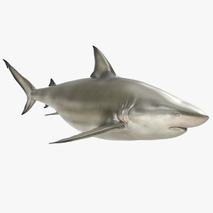 pigeye shark 3d max