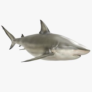 Pigeye Shark
