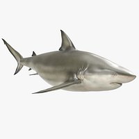 Pigeye Shark