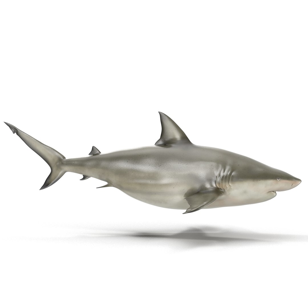 pigeye shark 3d max https://p.turbosquid.com/ts-thumb/89/3HbI2b/yBSryrbY/pigeyeshark3dmodel08/jpg/1445429510/1920x1080/fit_q87/02f781b0a7d29bbdcc0748c235a6d3a7d9fdecaf/pigeyeshark3dmodel08.jpg