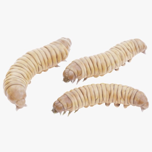 3D model Wax Worms