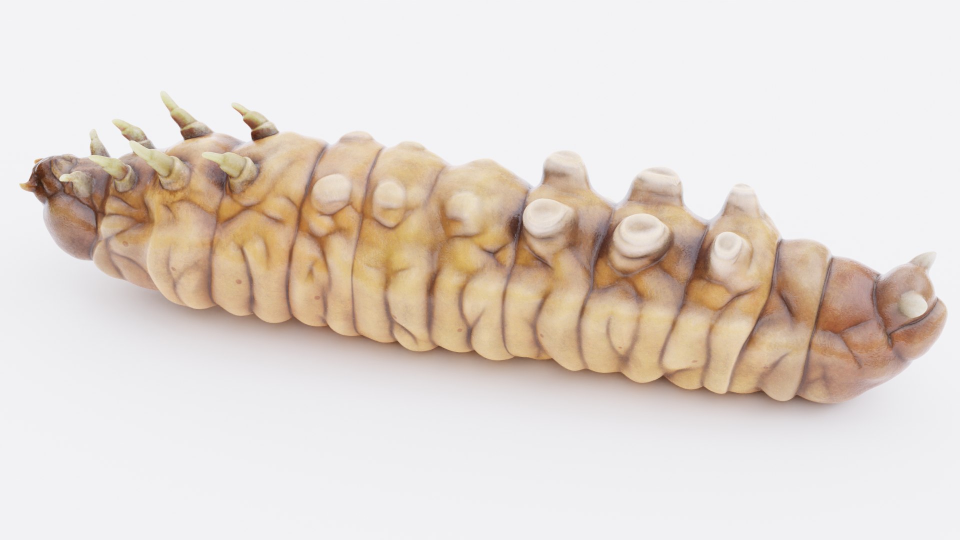 3D model Wax Worms https://p.turbosquid.com/ts-thumb/89/BimUZJ/Zk/waxwormi/png/1693299962/1920x1080/fit_q87/36e62041cc52aaf013bbdcc5961fd7970f697e62/waxwormi.jpg