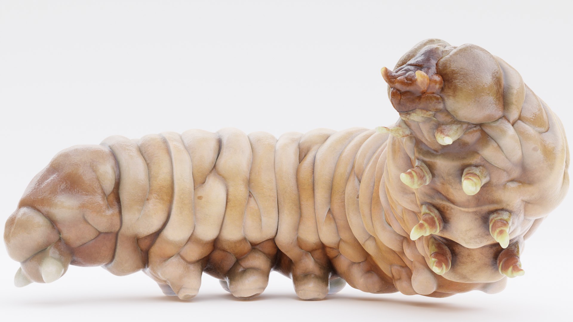 3D model Wax Worms https://p.turbosquid.com/ts-thumb/89/BimUZJ/bc/waxwormr/png/1693299978/1920x1080/fit_q87/18d40902cfade941d40ef894587e0bfc78aea581/waxwormr.jpg