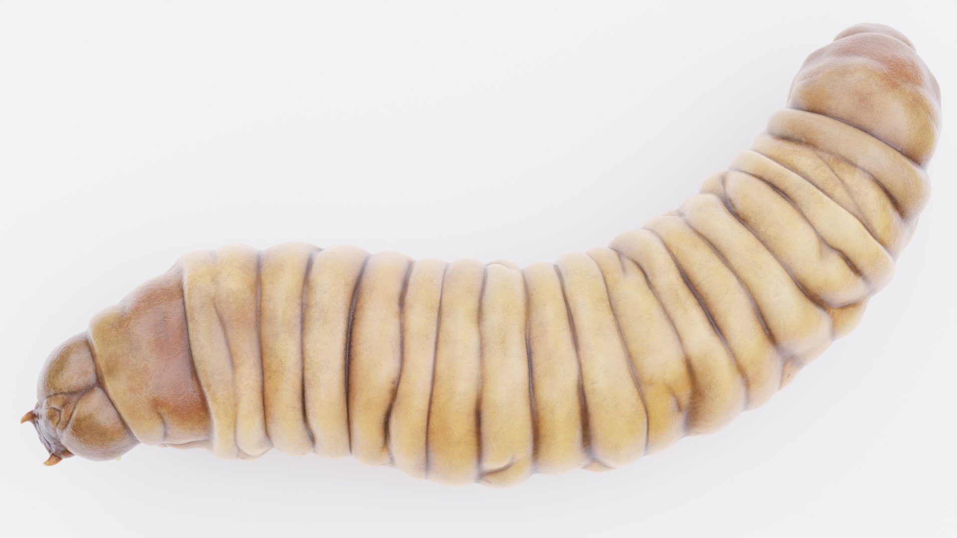 3D model Wax Worms https://p.turbosquid.com/ts-thumb/89/BimUZJ/gj/waxwormf/png/1693299956/1920x1080/fit_q87/21e2da767304cb85c88009c7c3f7c8a4e5110ef0/waxwormf.jpg