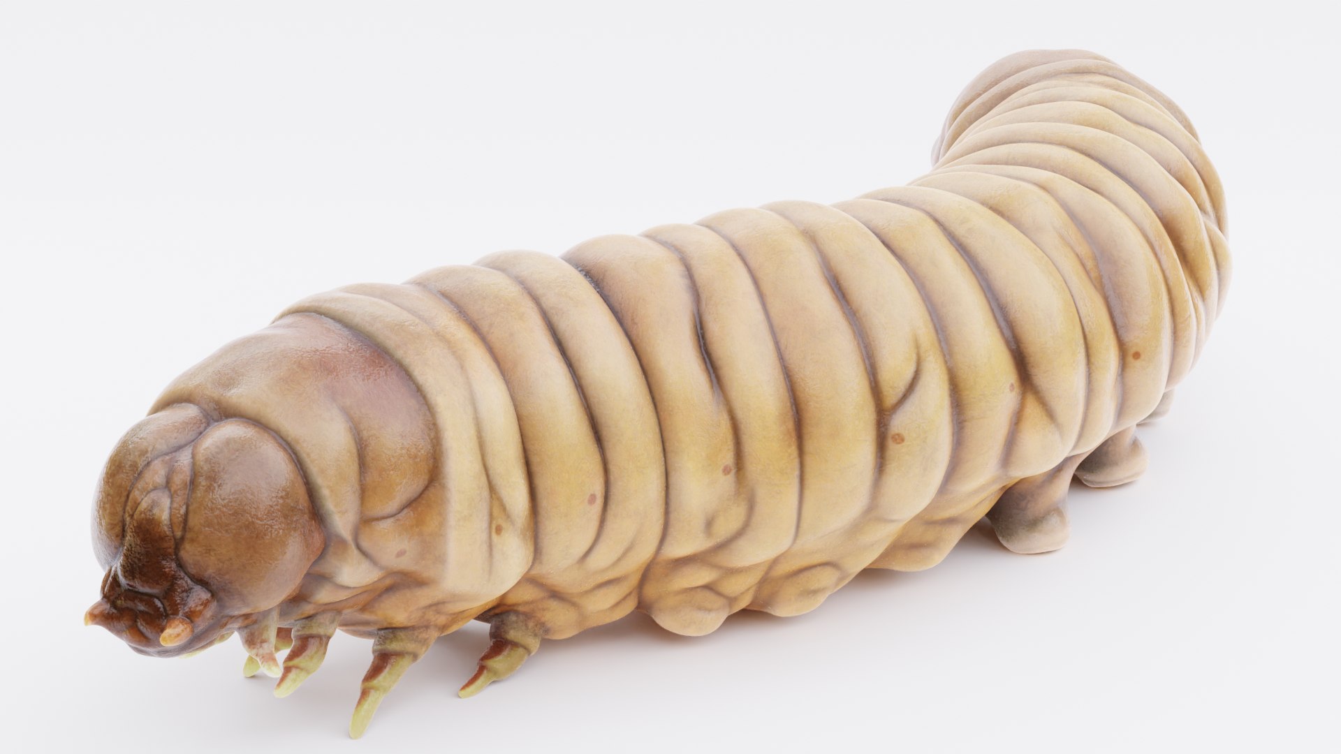3D model Wax Worms https://p.turbosquid.com/ts-thumb/89/BimUZJ/tX/waxwormd/png/1693299953/1920x1080/fit_q87/bb55b6b8e9455bf9160c299d54a3f4b5e9595d96/waxwormd.jpg