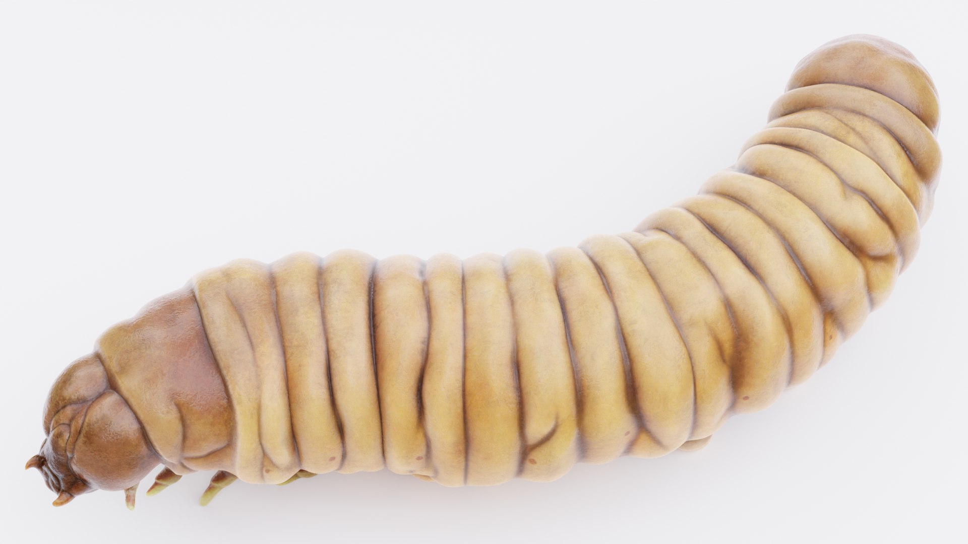 3D model Wax Worms https://p.turbosquid.com/ts-thumb/89/BimUZJ/yp/waxwormb/png/1693299952/1920x1080/fit_q87/8371de39315827792a2cc9b629789eb739cb41a6/waxwormb.jpg