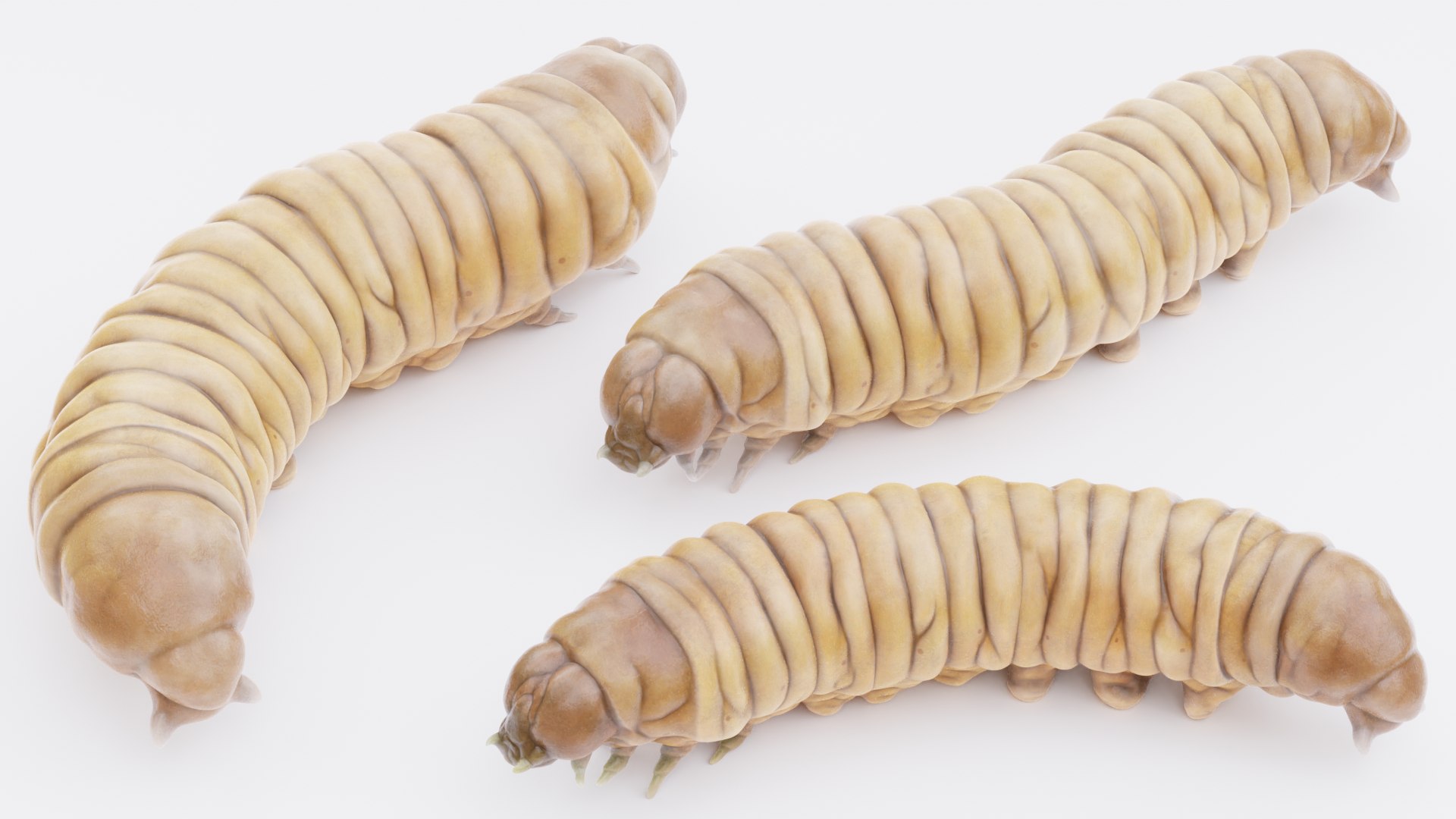 3D Insect - Huge Collection https://p.turbosquid.com/ts-thumb/89/BimUZJ/zU/awaxwormsb/png/1786275530/1920x1080/fit_q87/1f90b5aec24676013a3162faf8815509a8833f8b/awaxwormsb.jpg