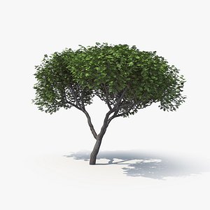 3D model acacia 02