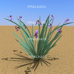 3d plant leaf neomarica caerulea model