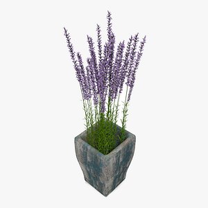 3D model lavander wooden plant pot