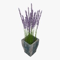 Lavender In Wooden Plant Pot