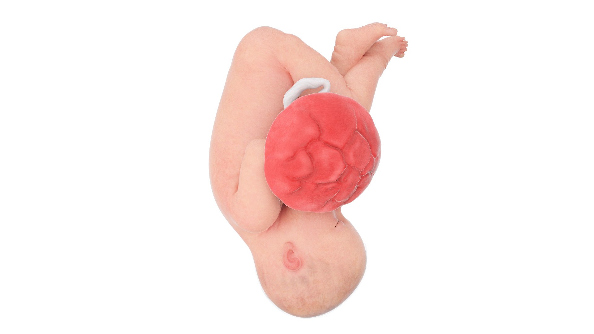 3D Fetus Week 39 Animated - TurboSquid 1852096
