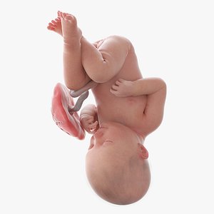 3D Fetus Week 39 Animated