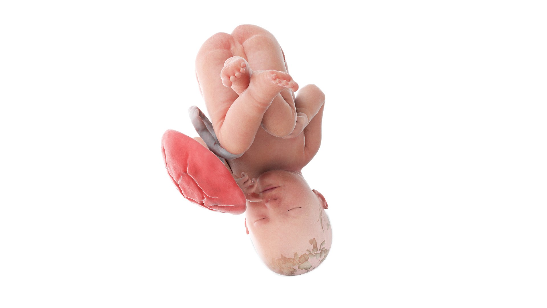 3D Fetus Week 39 Animated - TurboSquid 1852096