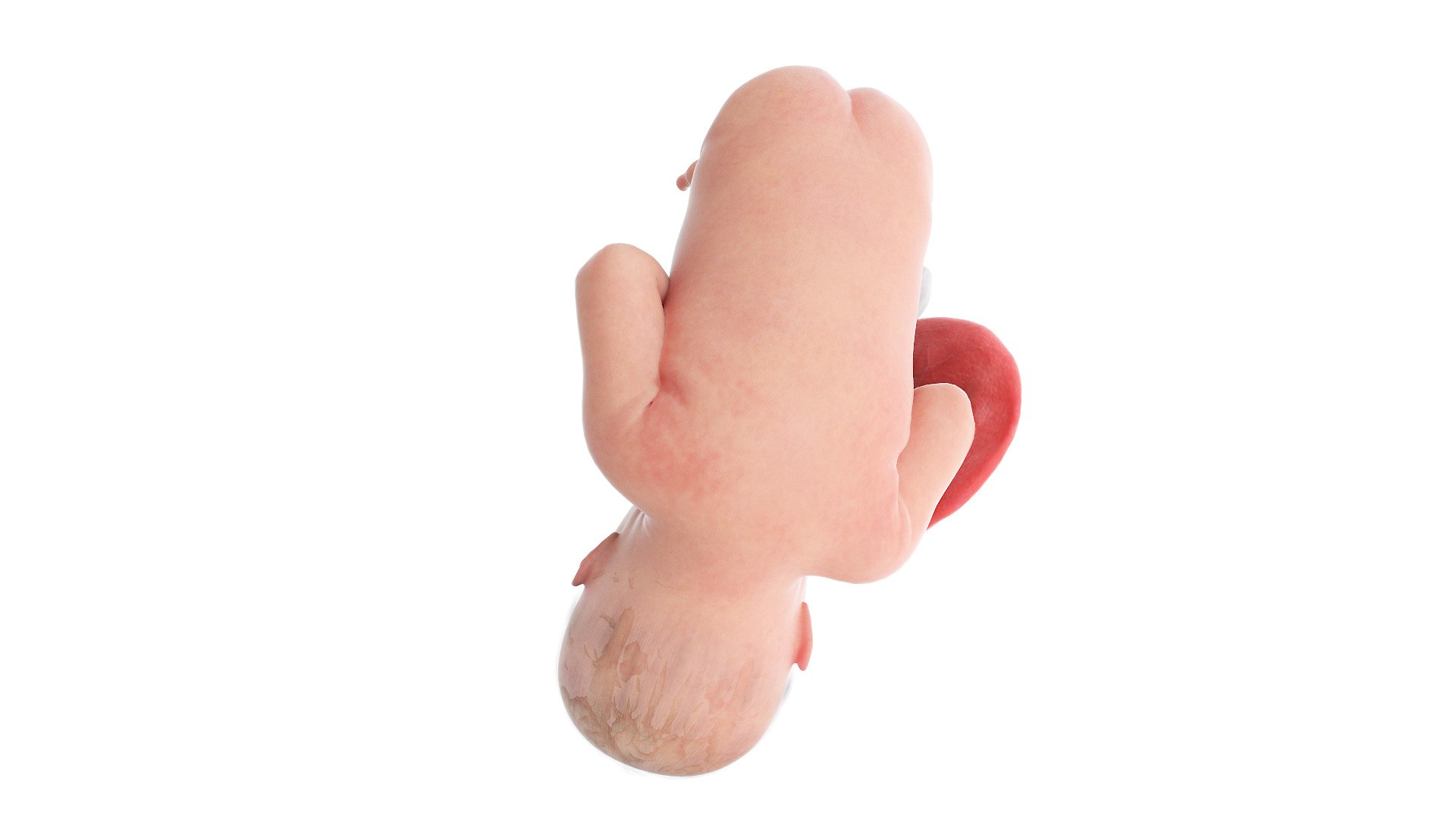 3D Fetus Week 39 Animated - TurboSquid 1852096