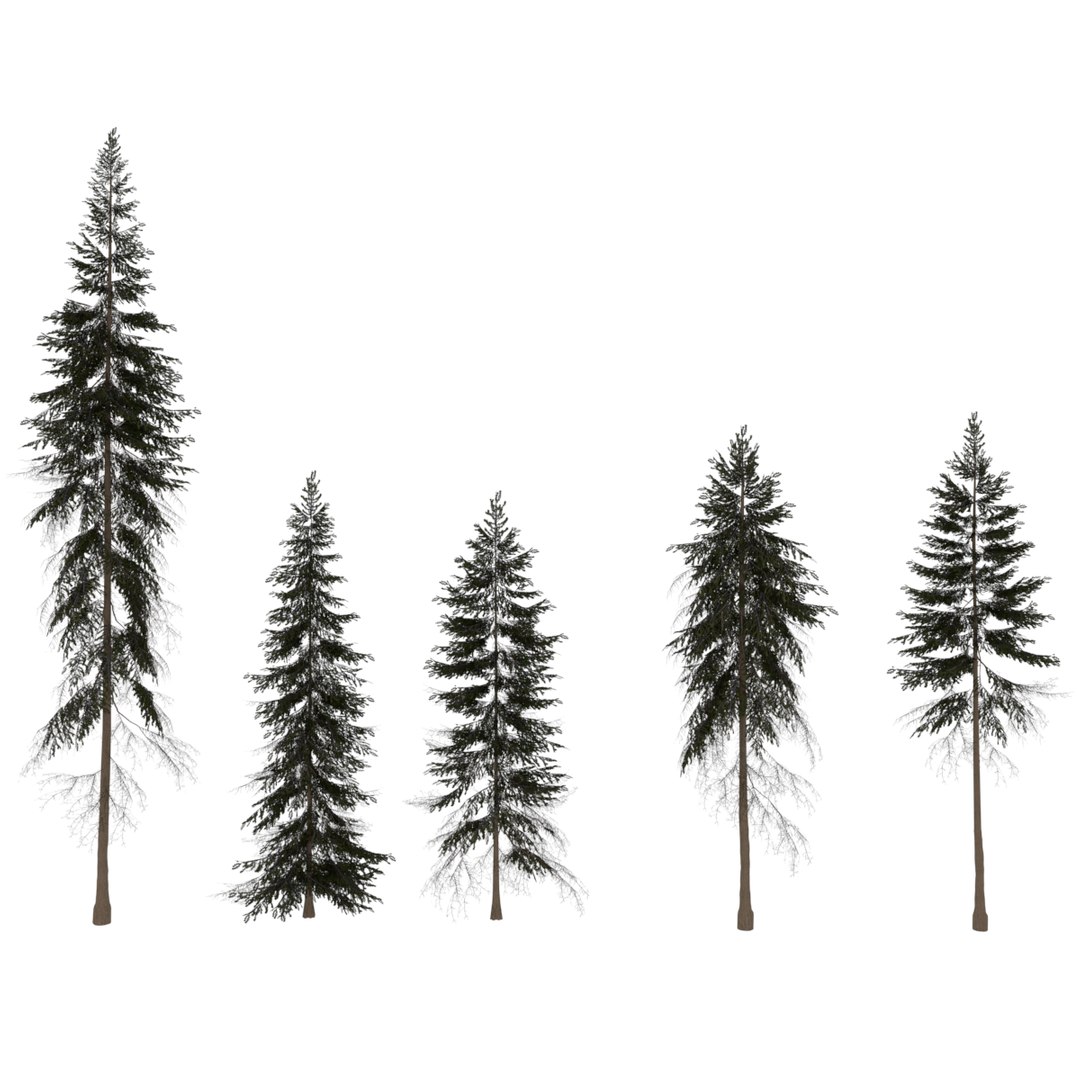 Spruce Trees 3D - TurboSquid 1534989