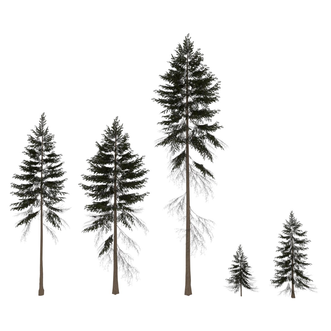 Spruce Trees 3D - TurboSquid 1534989